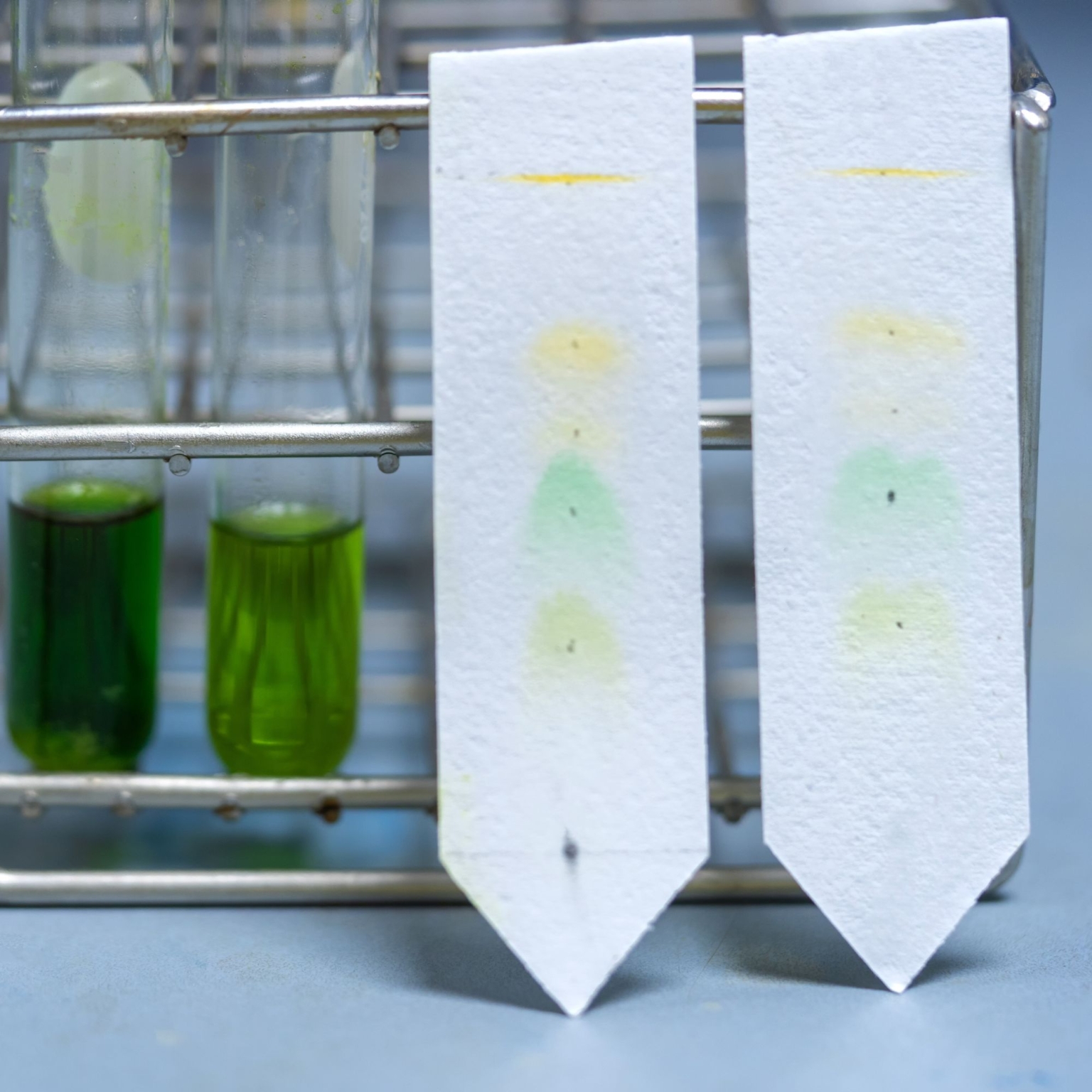 Paper Chromatography Catherine Haslag