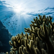 Coral reed with fish swimming in the background.
