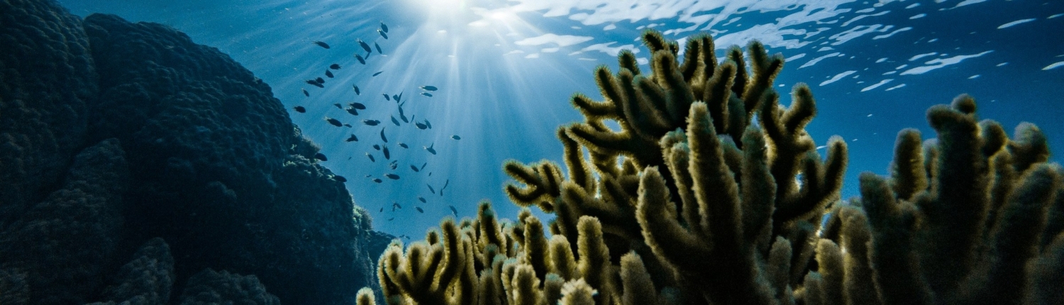 Coral reed with fish swimming in the background.